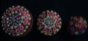 LAC WITH FLOWER DECORATION GIFT BOX SET