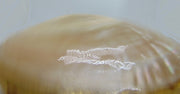 Mother of Pearl Seashell party Clutch Bag