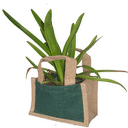 JUTE PLANTER BAG